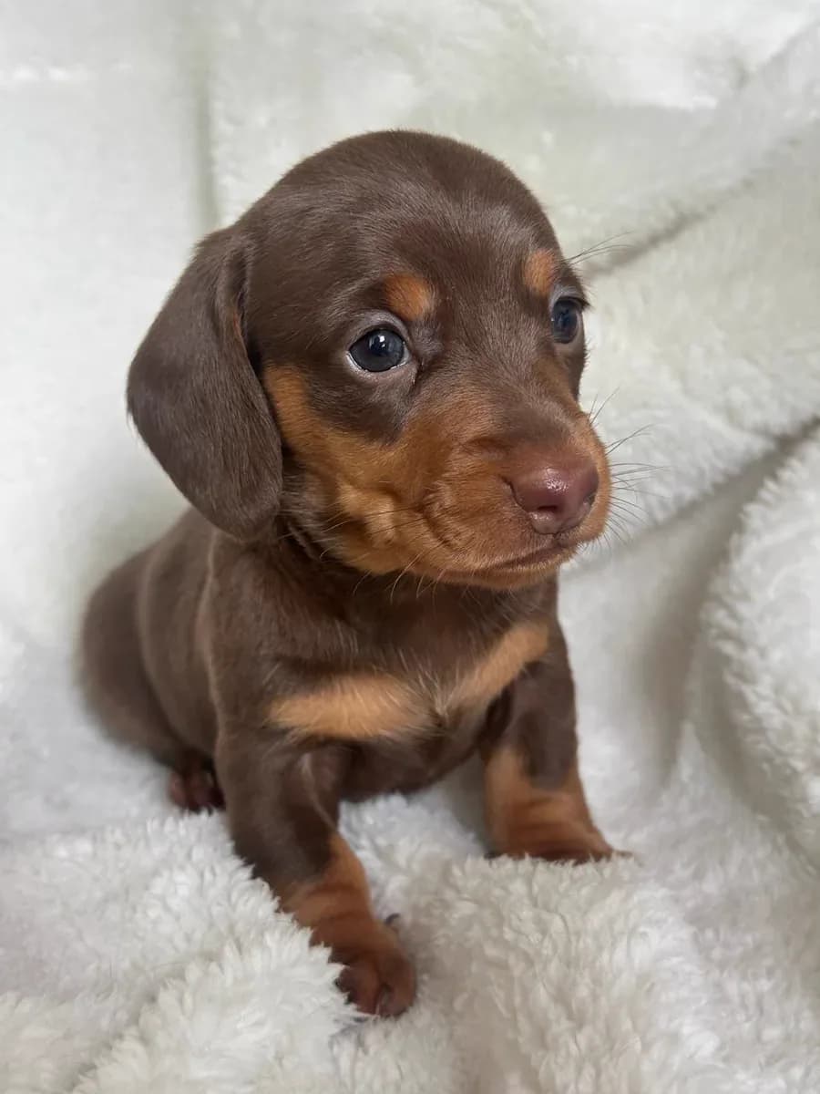Cachorros de Pelo Corto Tradicional en venta en Colombia
