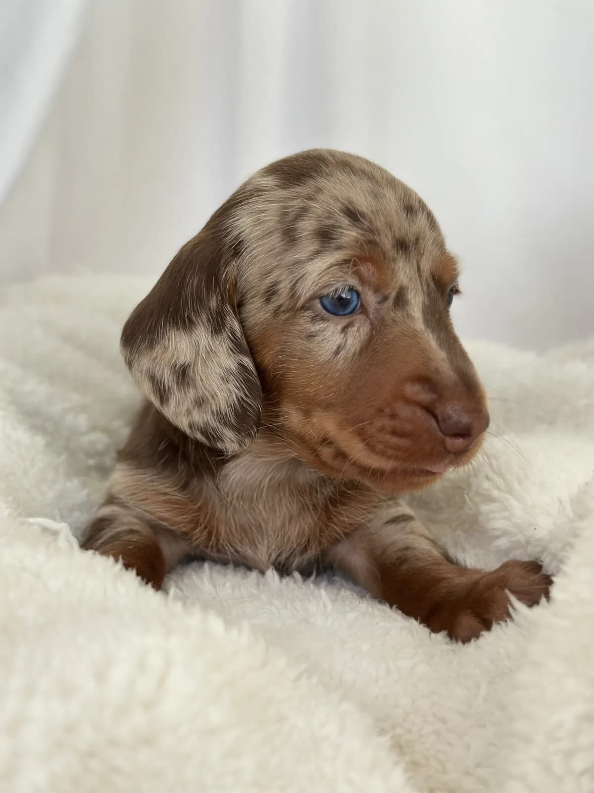 Cachorros de Pelo Corto Merle en venta en Colombia