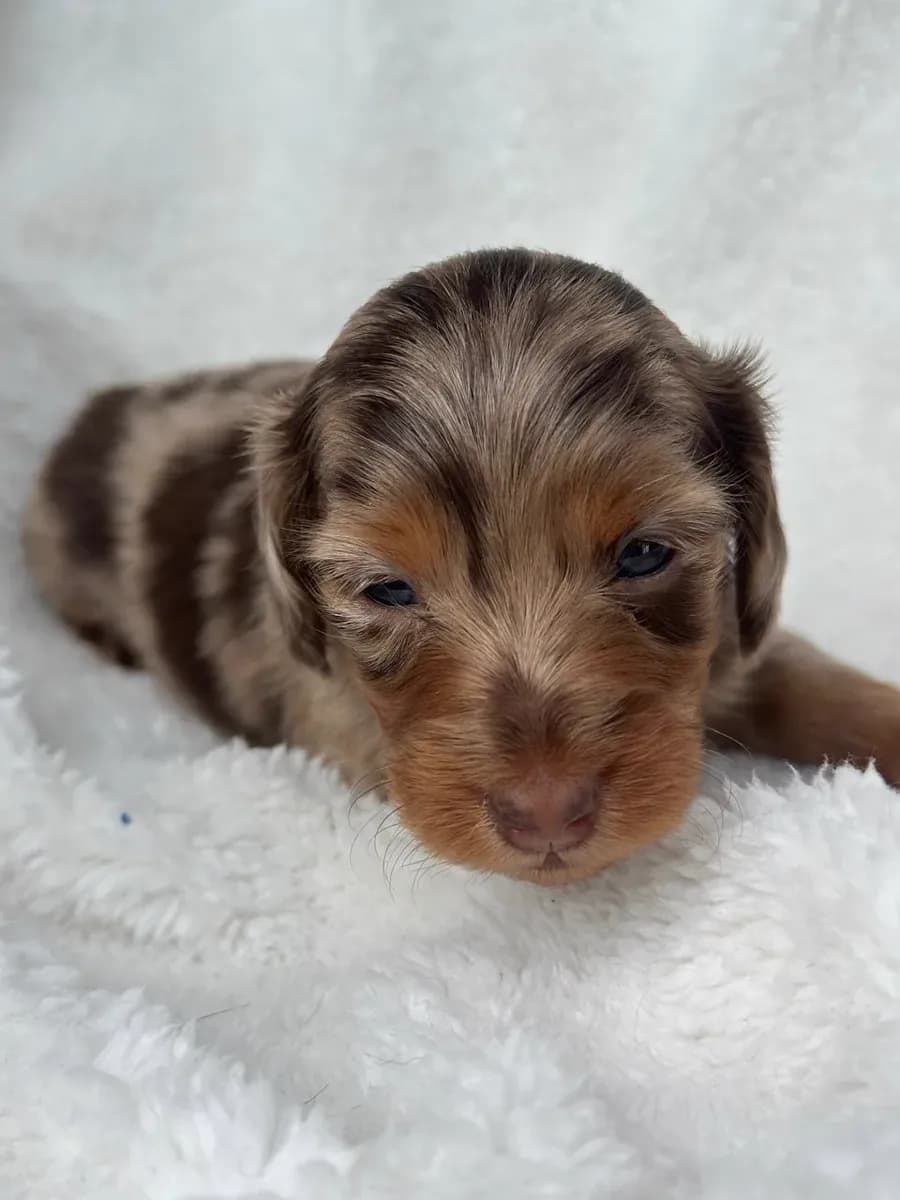 Cachorros de Pelo Largo Merle en venta en Colombia