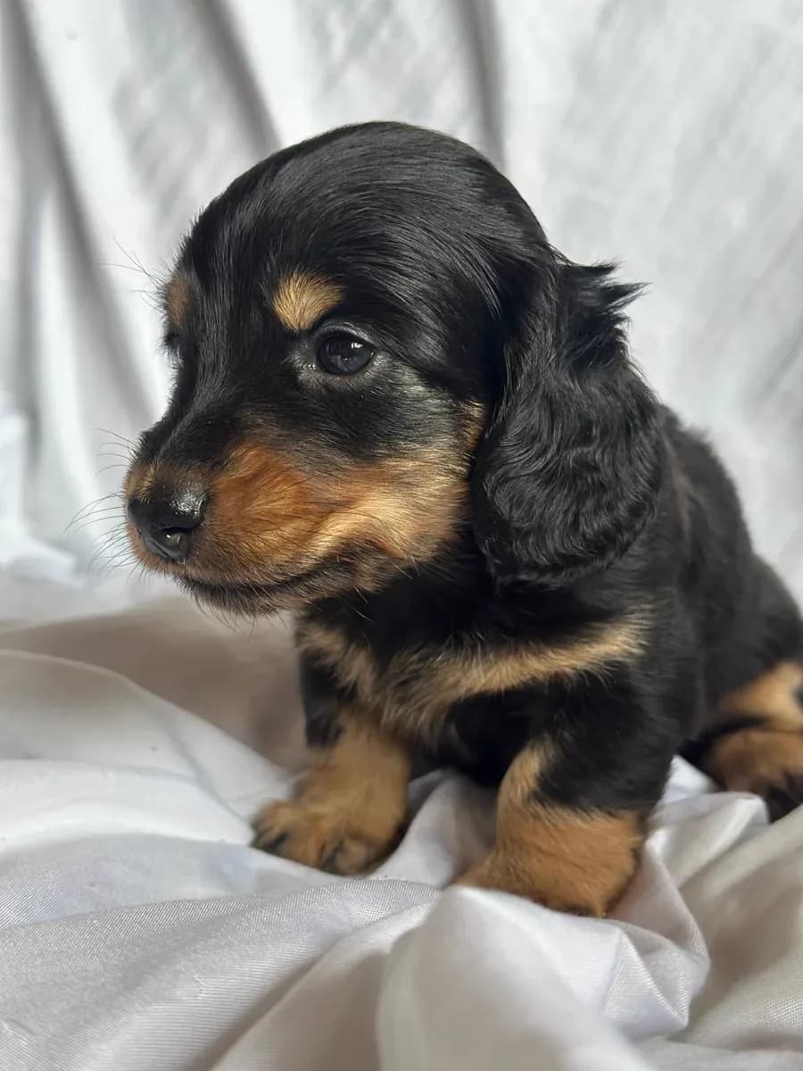 Cachorros de Pelo Largo Tradicional en venta en Colombia